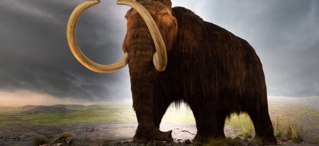 A mammoth reconstruction